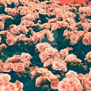 Meet your Posher, Addison